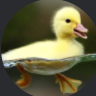 ducks4all