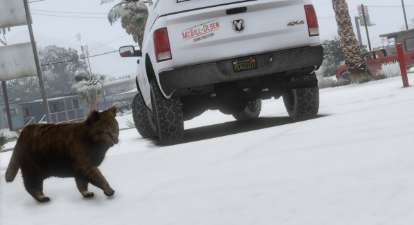 Little Paws Helping McGill