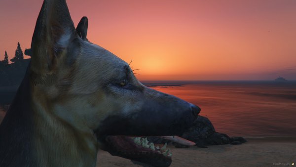 Doggo at the beach x2