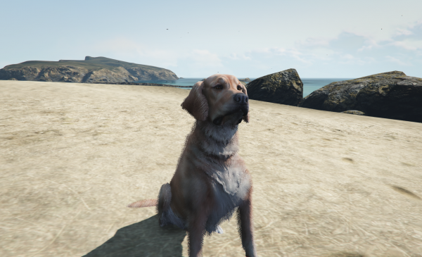 BEACH PUPPY.png