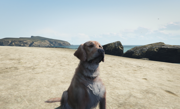 BEACH PUPPY 2.png