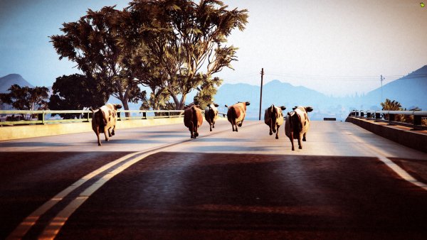 Cow Crossing